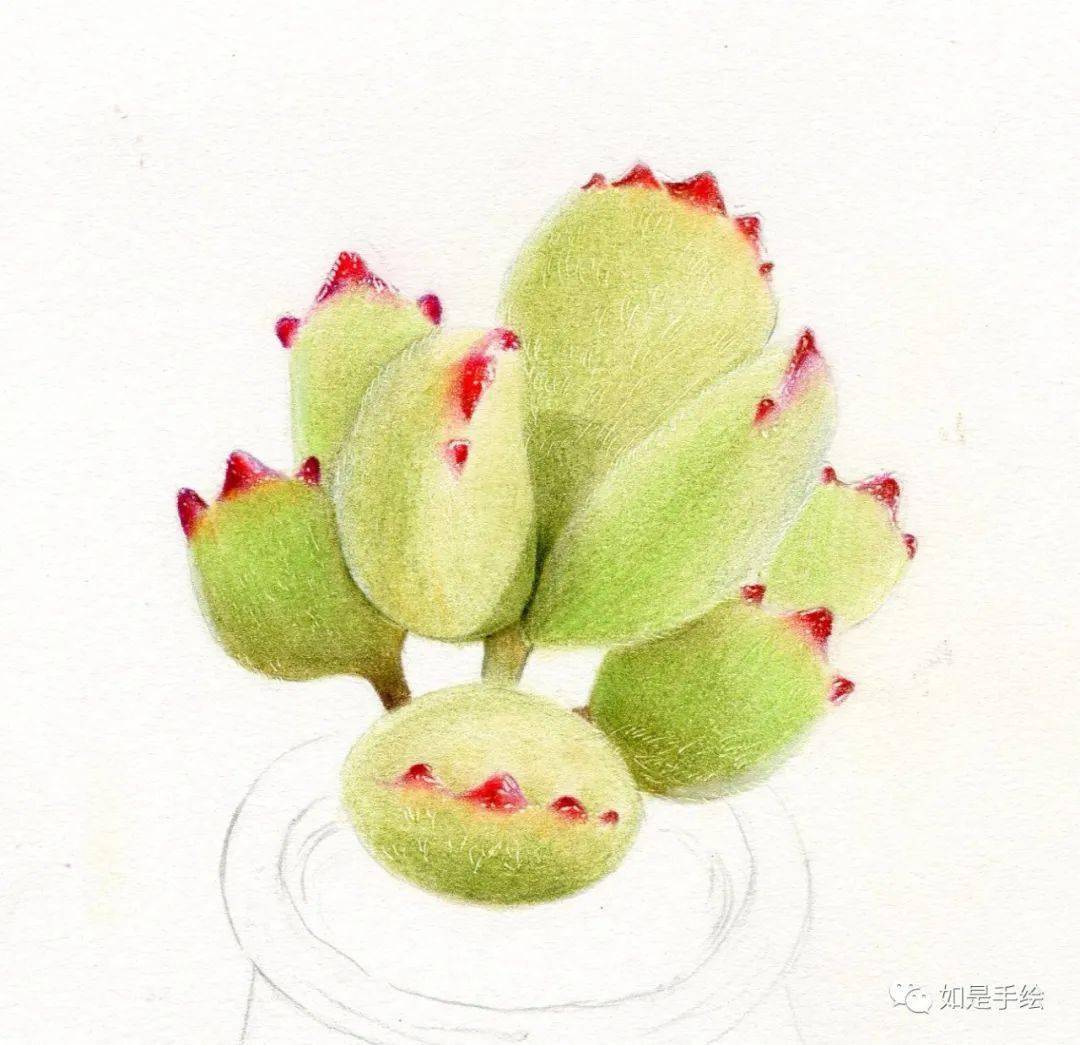 彩铅教程教你画萌萌的小盆熊童子