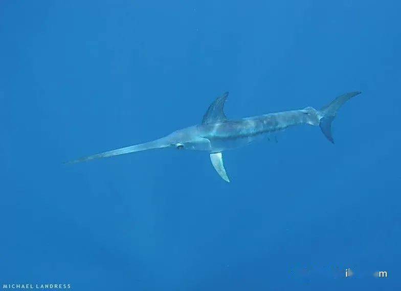 海洋科普1364物种图册剑旗鱼