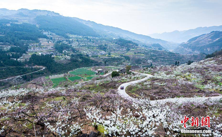 四川叙永万亩乌蒙花海蔚为壮观