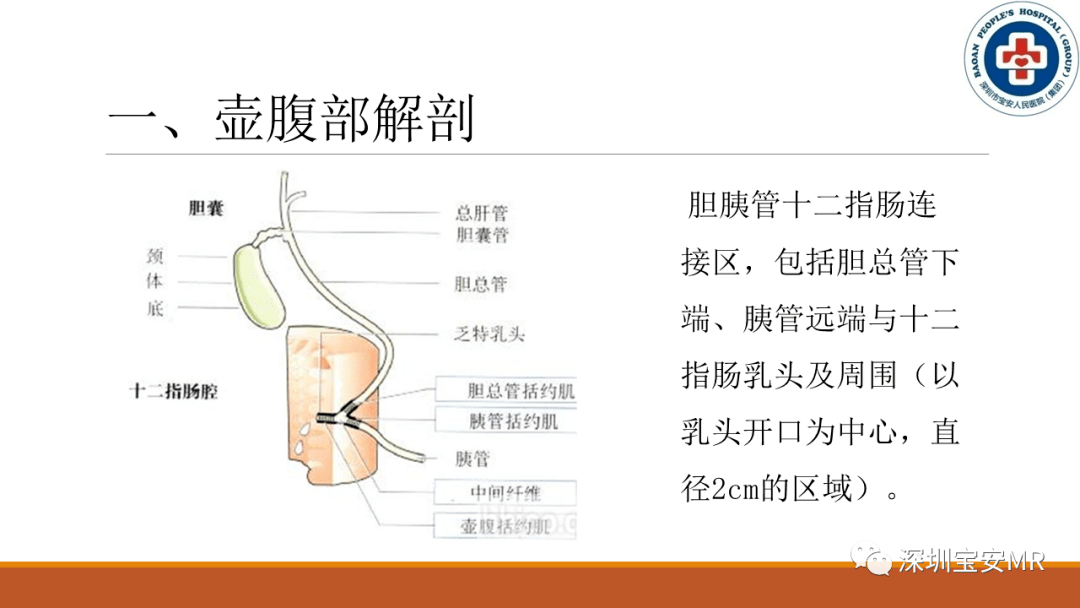 壶腹部图片