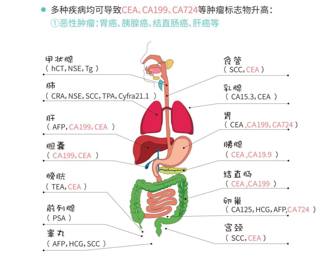 但當cea,ca199等腫瘤標誌物升高我們仍需重視,我們應當做到: 1.