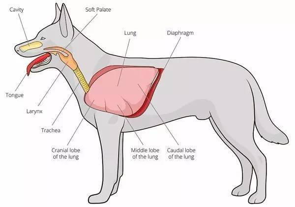 犬猫呼吸困难疾病诊断列表 镜检查