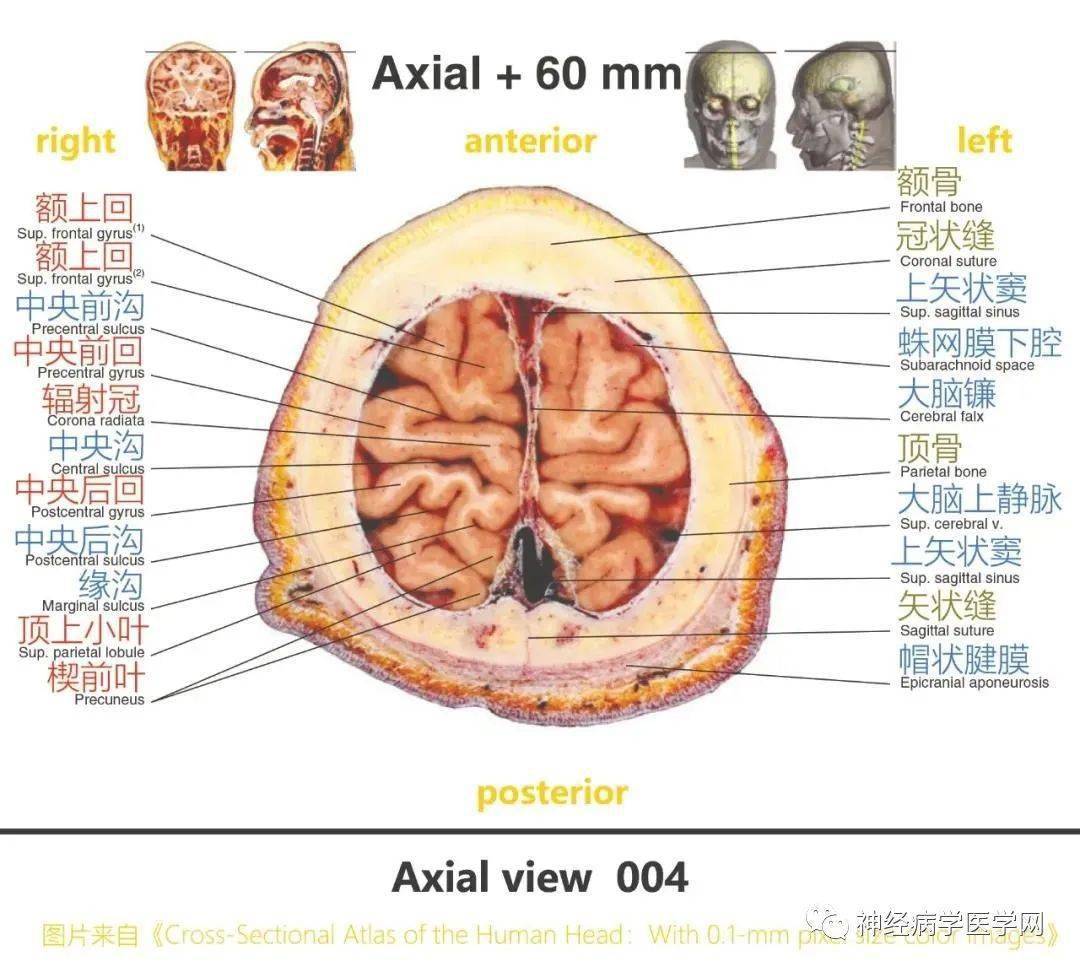 头颅层次结构图图片