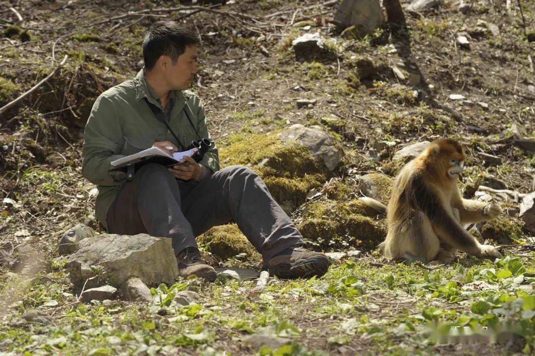 郭松涛近距离观察野生金丝猴.受访者供图