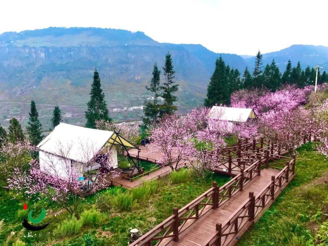 文旅资讯营盘花开正浓桃花帐下露营一宿览尽三月春色