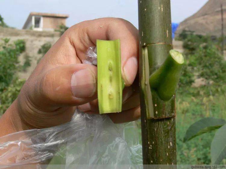 核桃芽接以方塊去皮貼芽應用最好,成活率較高.