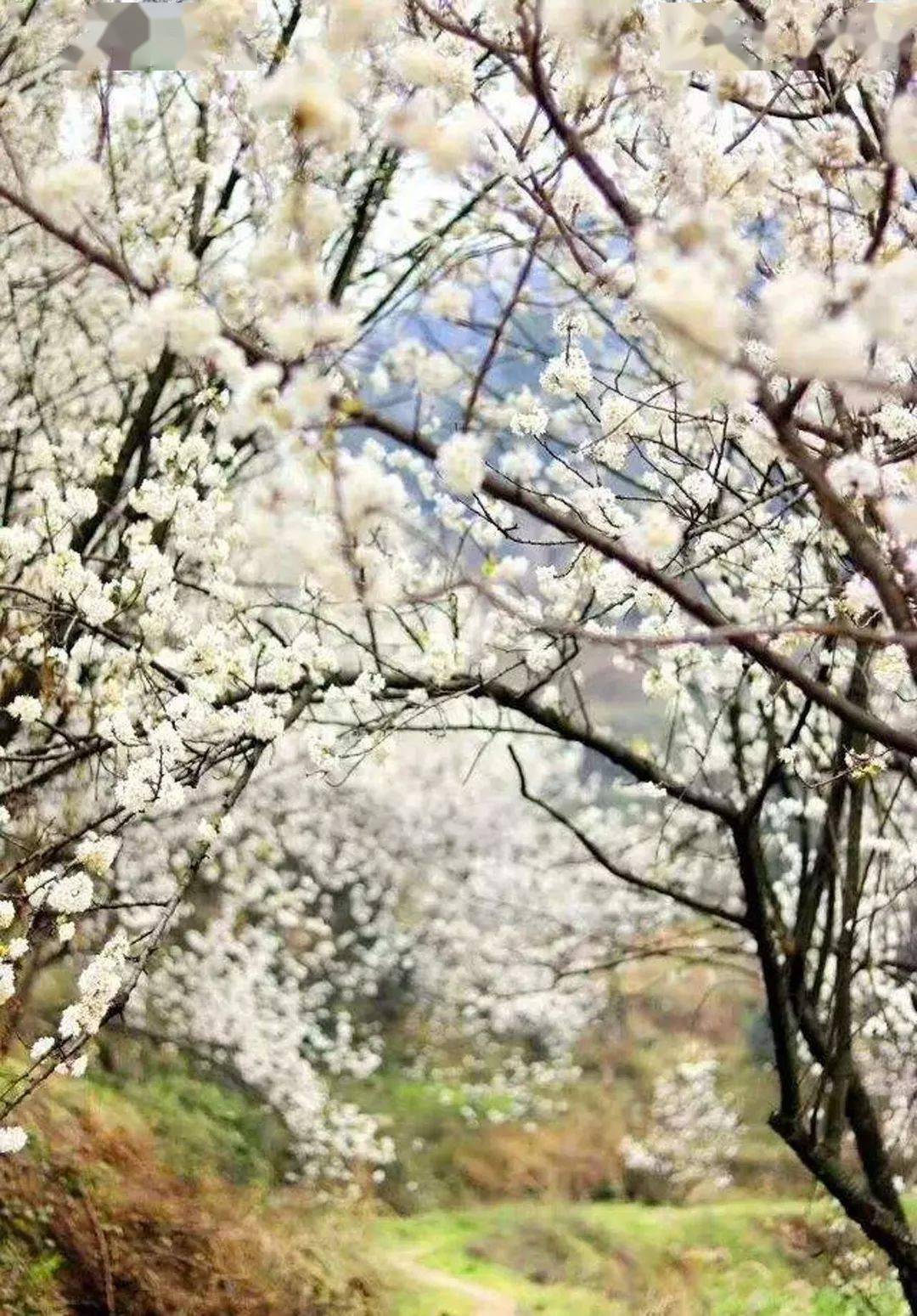 今年,樱桃山的樱桃花,海棠花和大溪谷的油菜花同期盛放,漫山遍野色彩