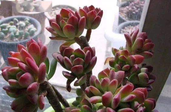 干货 石莲花属多肉植物有至少4个繁殖方法 进行