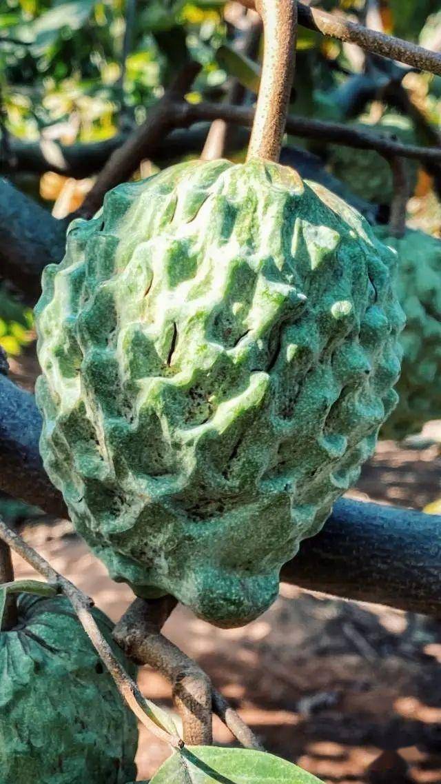 长在树上的冰激凌你吃过吗