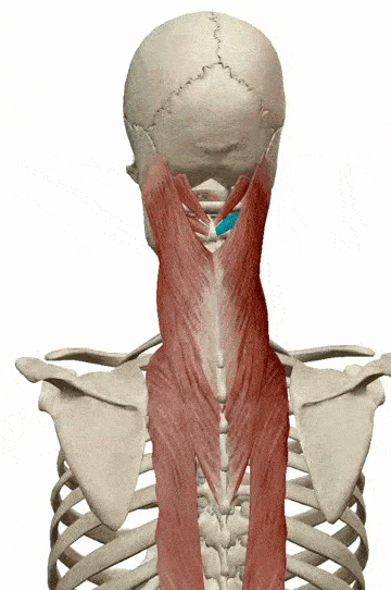 颈项背肌学习笔记