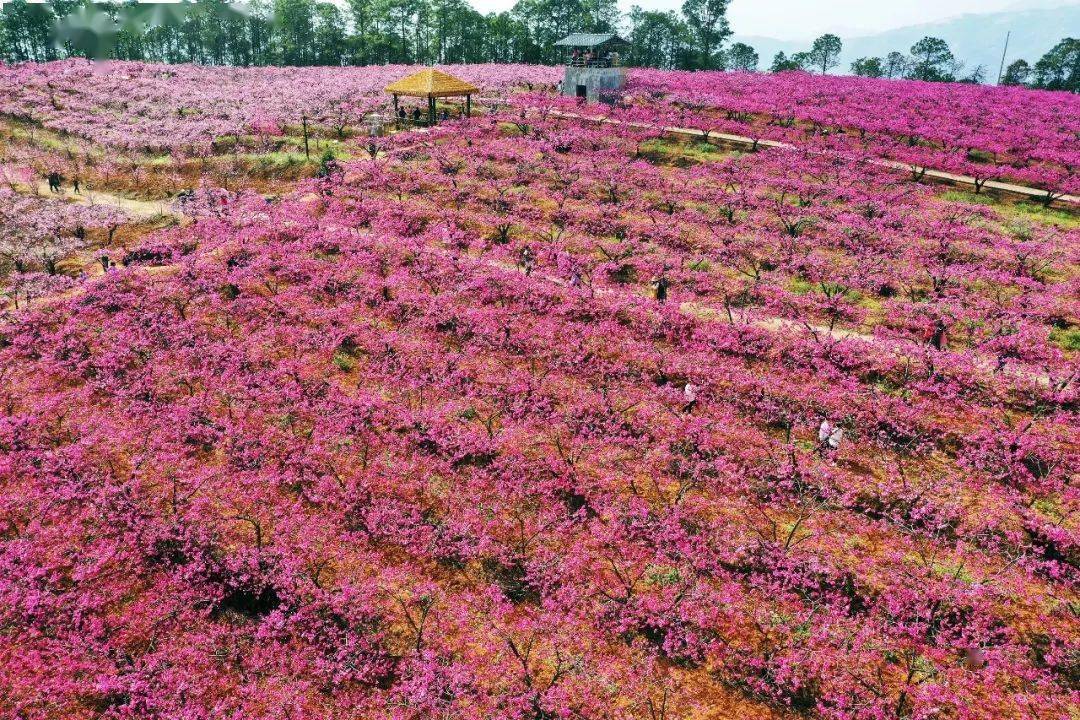 宁南桃花村 桃红又见一年春 集体经济发展正当时