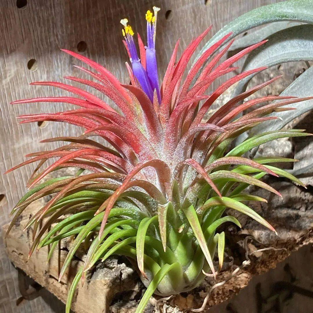 空凤空气凤梨图鉴华美路拉精灵大精灵哈密瓜精灵tillandsiaionantha