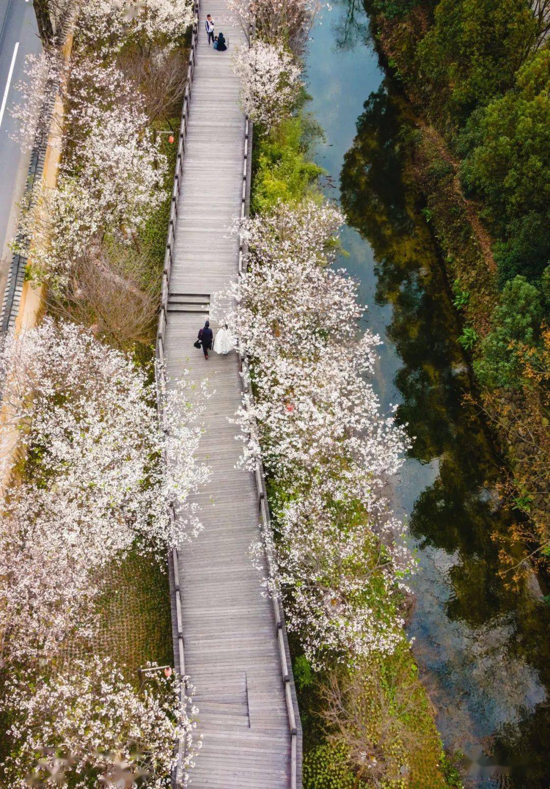 丽水古堰画乡樱花长廊图片