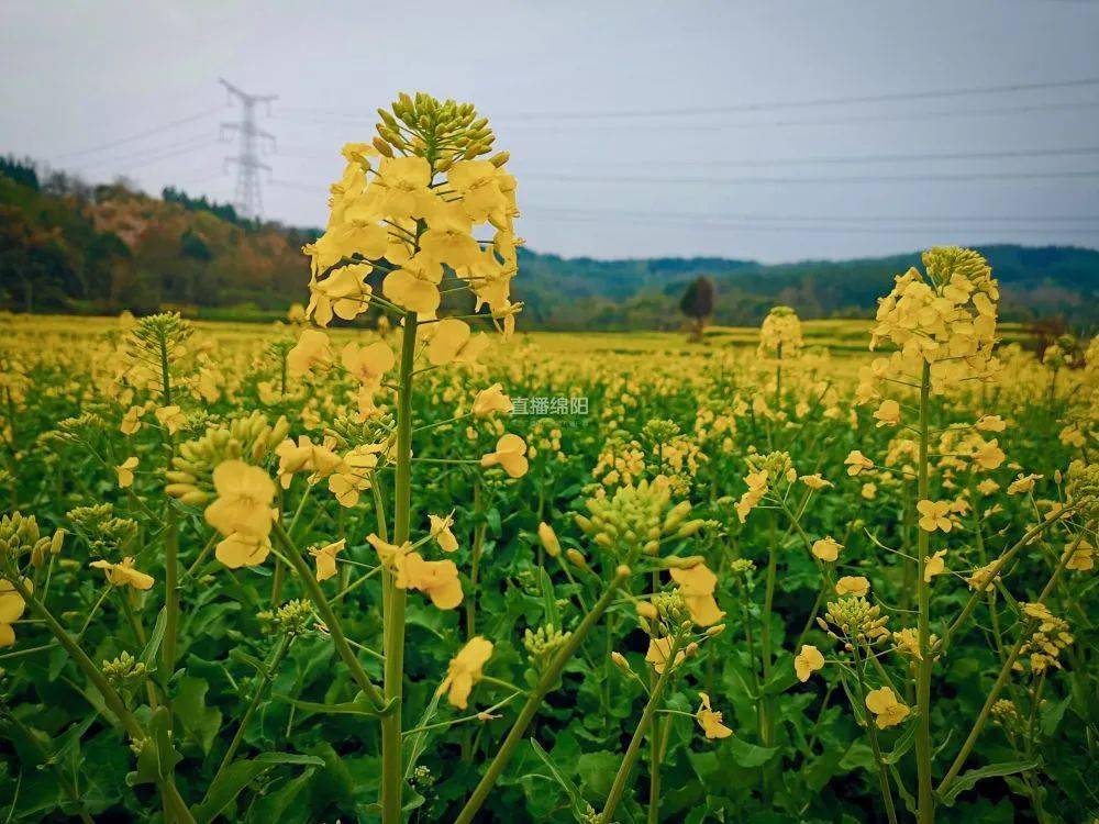 花開綿陽丨北川菜籽花花飛飛黃