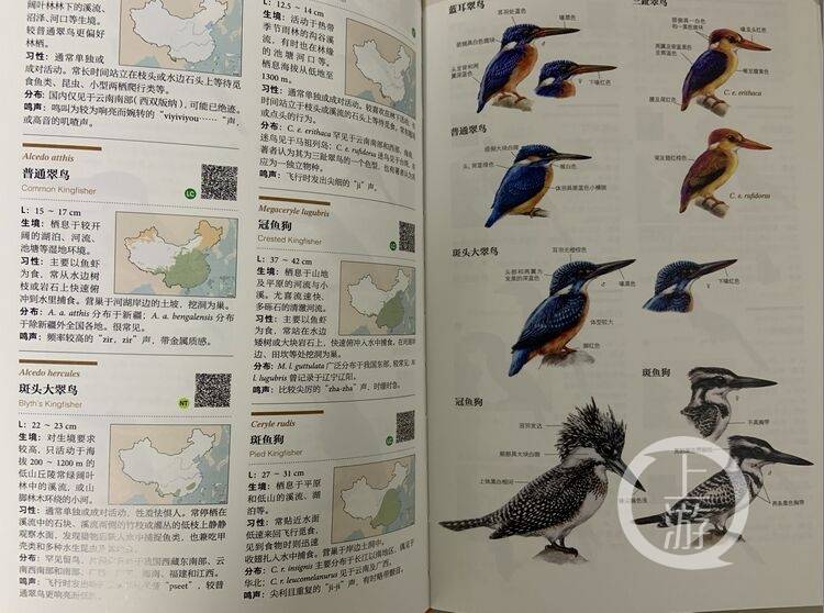 重庆观鸟者的福音!《中国鸟类观察手册》出炉,4000余张手绘插画太惊艳