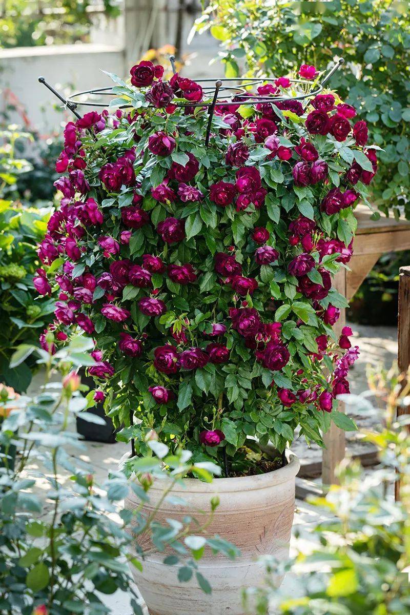 遗传基因优良的小花花- 搜狗图片搜索