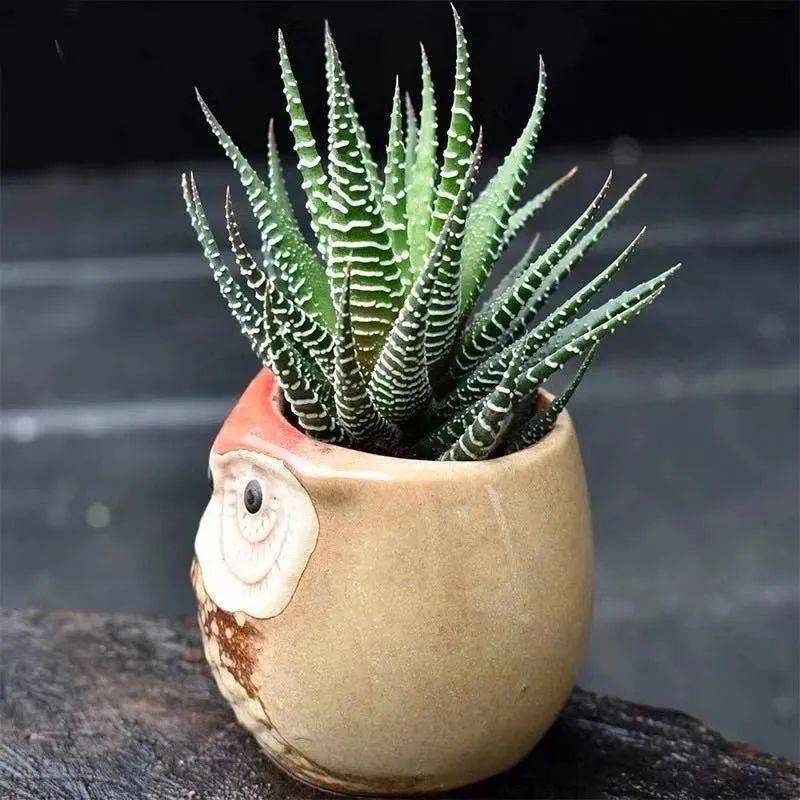 家里养几盆条纹蛇尾兰十天不浇水也死不了非常适合新手