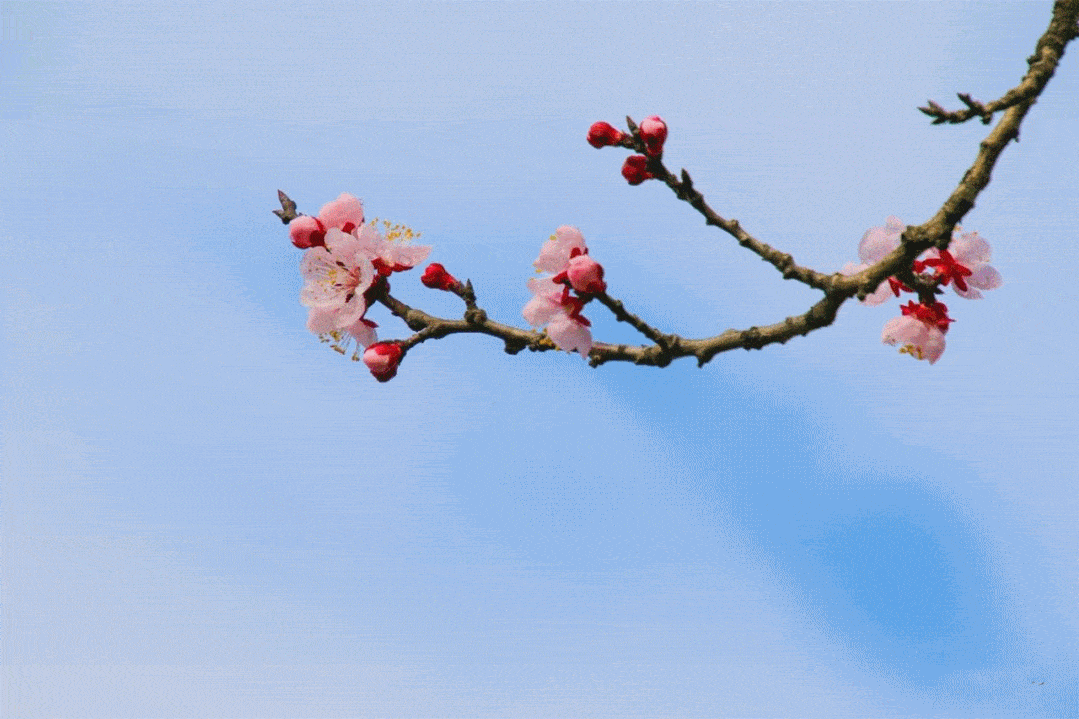 雨过杏花稀风儿起了,静卧溪畔的杏花便纷纷扬扬地飘起一场"杏花雨"