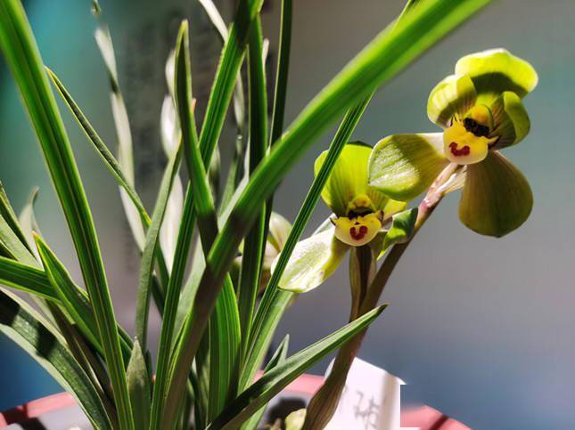 满中华兰传情!首届中国春兰节在绍兴柯桥举行千盆兰花线上"吐香争艳"