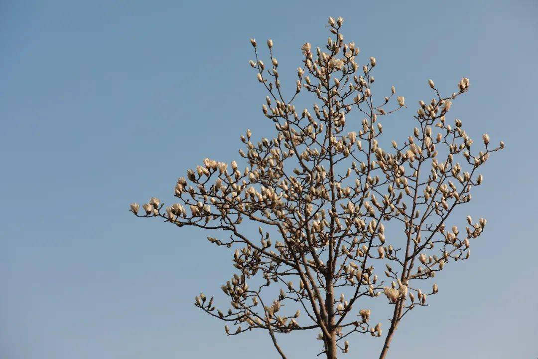 惊春花落树,闻梵涧摇风春阴垂野草青青,时有幽花一树明春花复春花