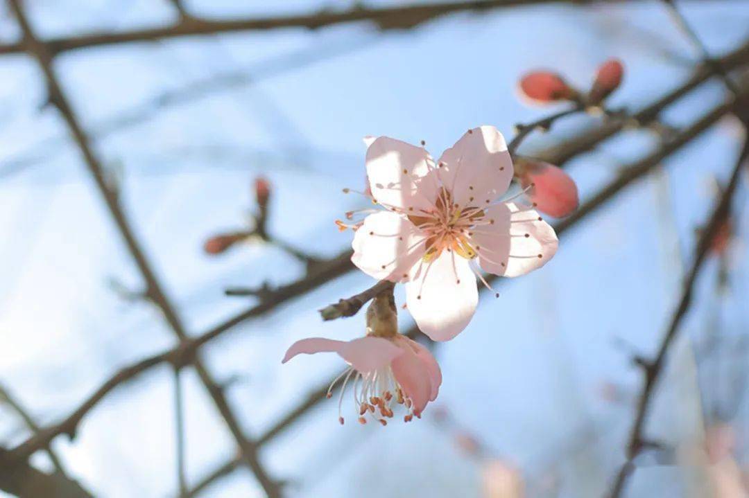 花枝什么颤成语_花枝鼠(5)