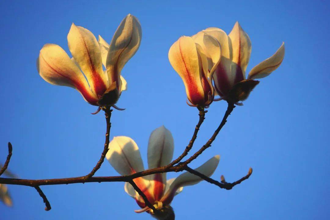 上海植物园珍贵宝华玉兰花开正值盛花期
