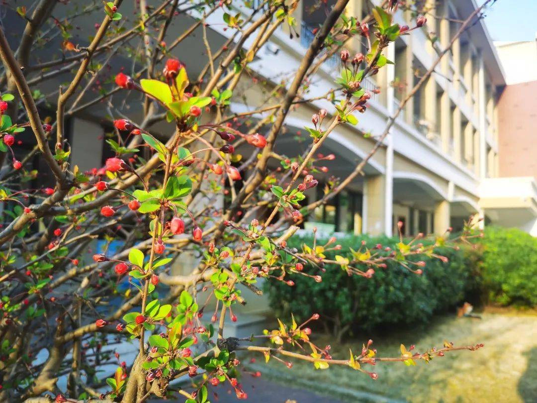 开学季江北各所校园春天景色美不胜收