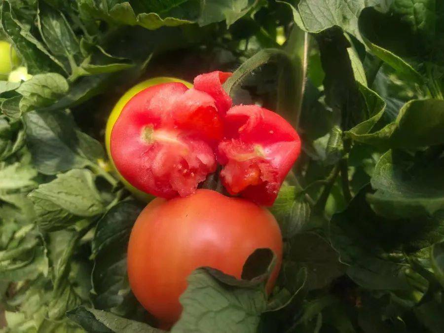 自然熟沙瓤西红柿紧急待售饱满多汁四川果农却无奈贱卖只求回本恳请您