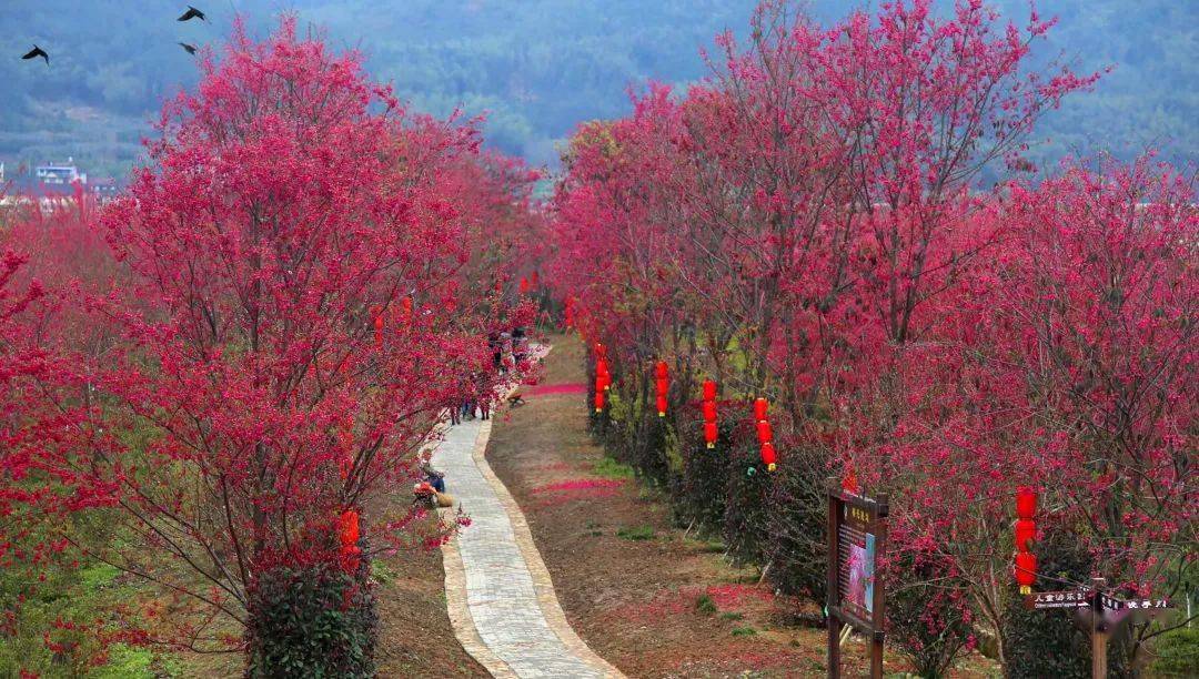 闽北美景|待到樱花浪漫时 邀您来邵武大竹镇赏花