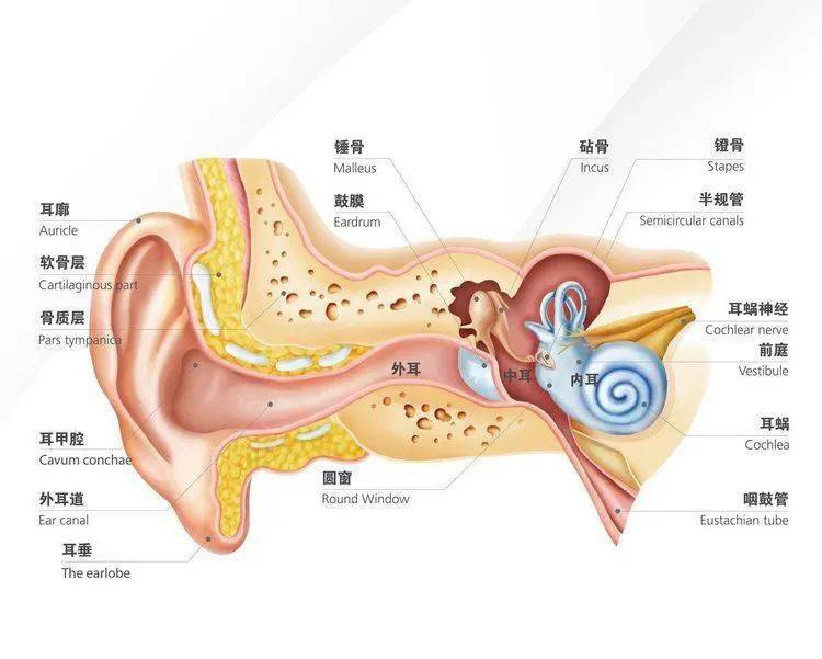 耳朵是五官中一个重要器官,它除了掌管听觉外,也兼具保持身体平衡的机
