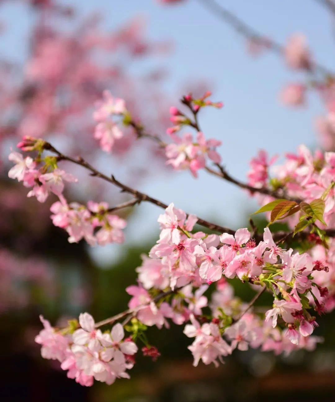 南唐·李煜《谢新恩》3月是宝墨园樱花季樱飞蝶舞,满园芬芳浪漫