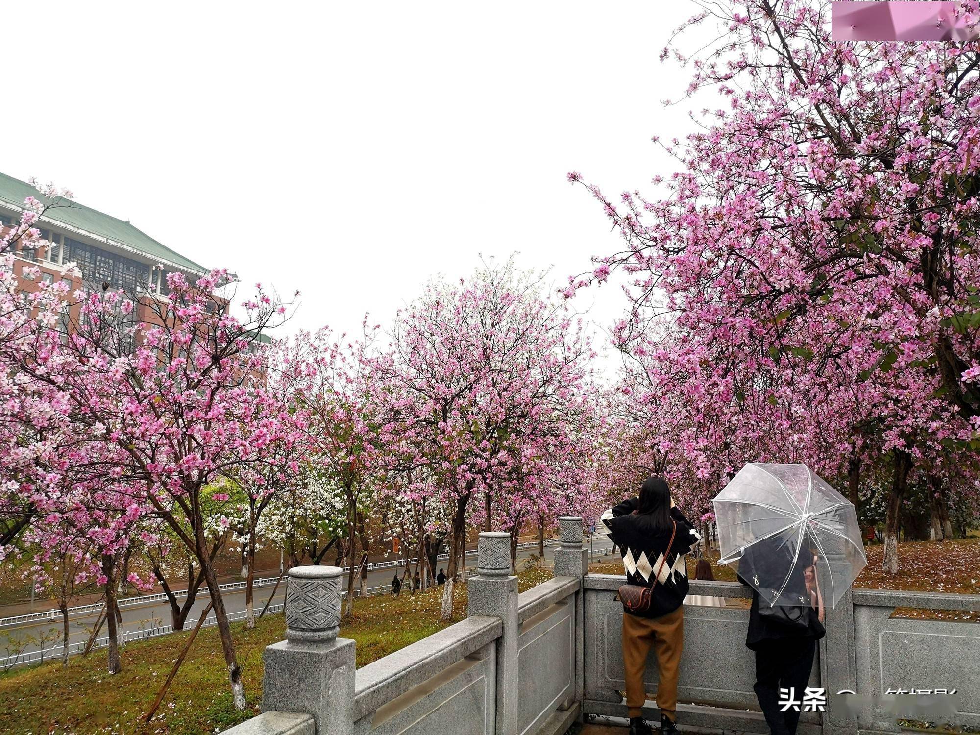 大美華農三月裡的小雨