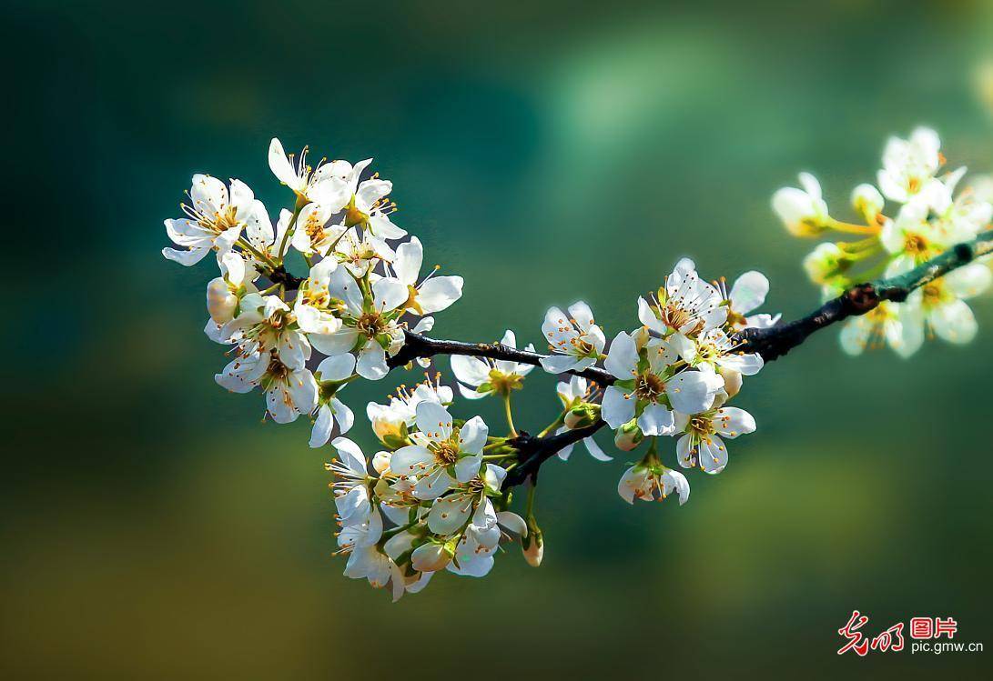 apricot flowers in full blossom in huaibei, e chinas anhui