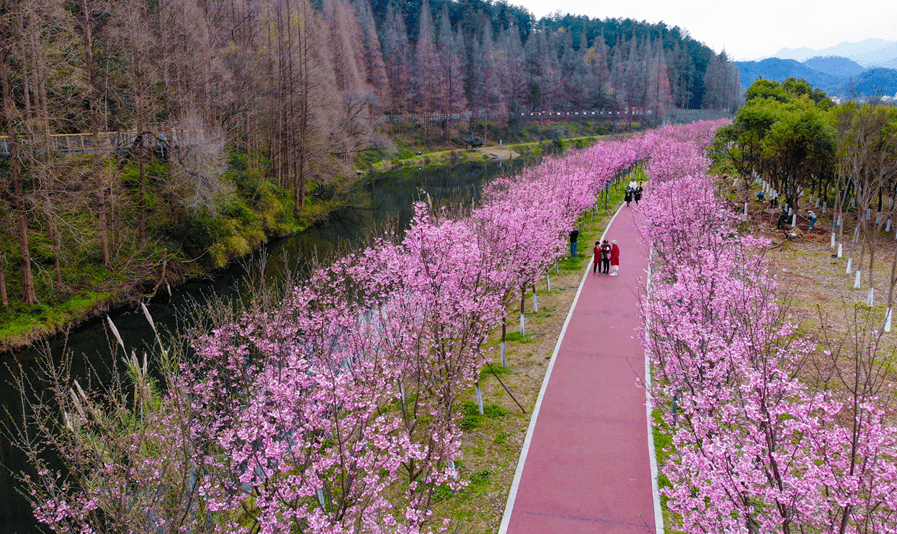 美不胜收生态廊道同乐段的樱花开了