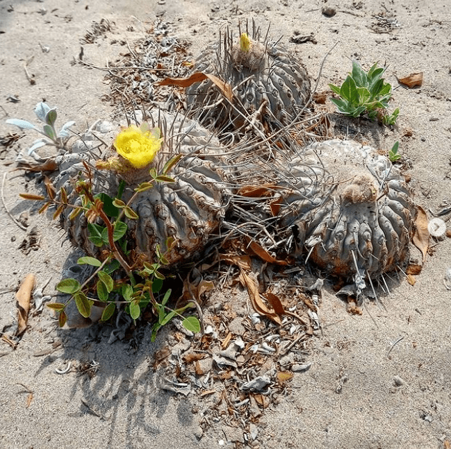 智利近海岸的仙人球们龙爪球属copiapoa