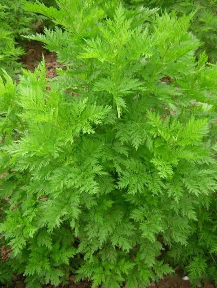 云山周刊丨云山儿童中草药科普系列——赵公山中草药志(15)_青蒿