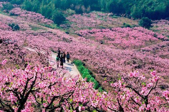 北碚康庄桃花图片