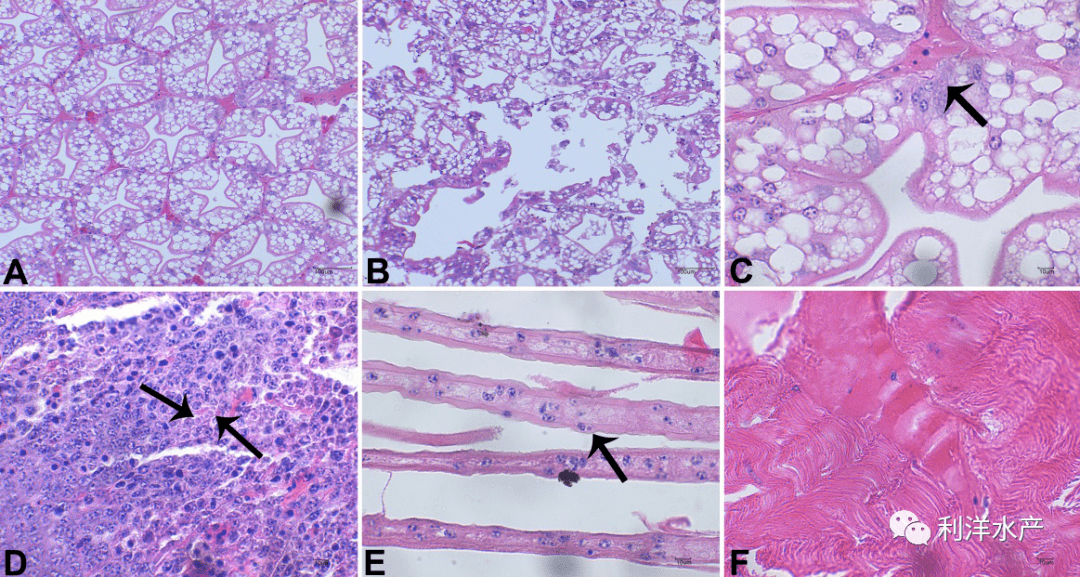 每周一例冬棚养殖罗氏沼虾大量死亡检出虾血细胞虹彩病毒shiv