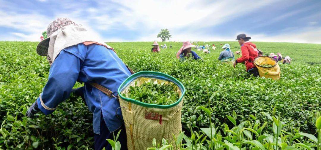 公益助农沙湾这些地方招募大量采茶工