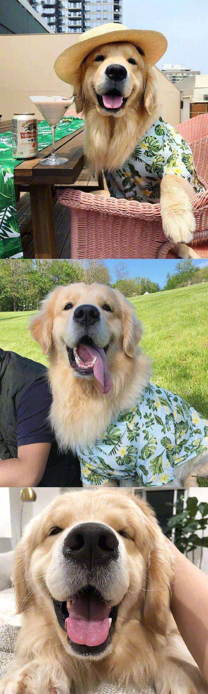 金毛的微笑好有感染力哦