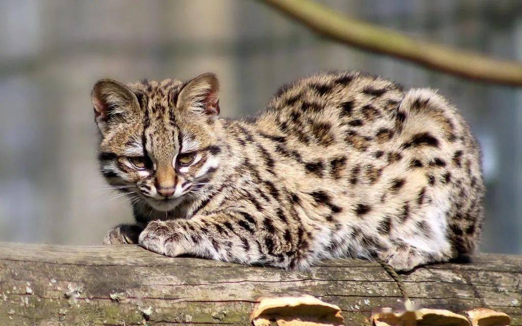 动物图册—小班虎猫