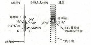 不直接消耗atp,但是要間接利用atp,小腸上皮細胞從腸腔吸收葡萄糖