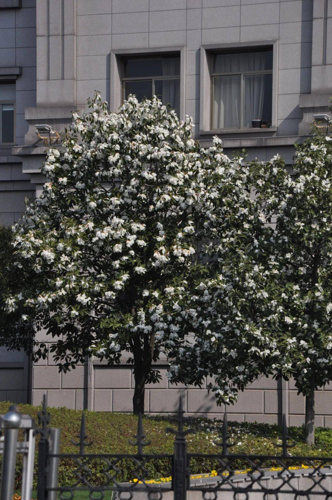 白花含笑树图片