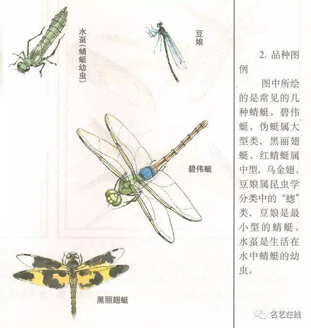 蜻蜓的口器结构图图片