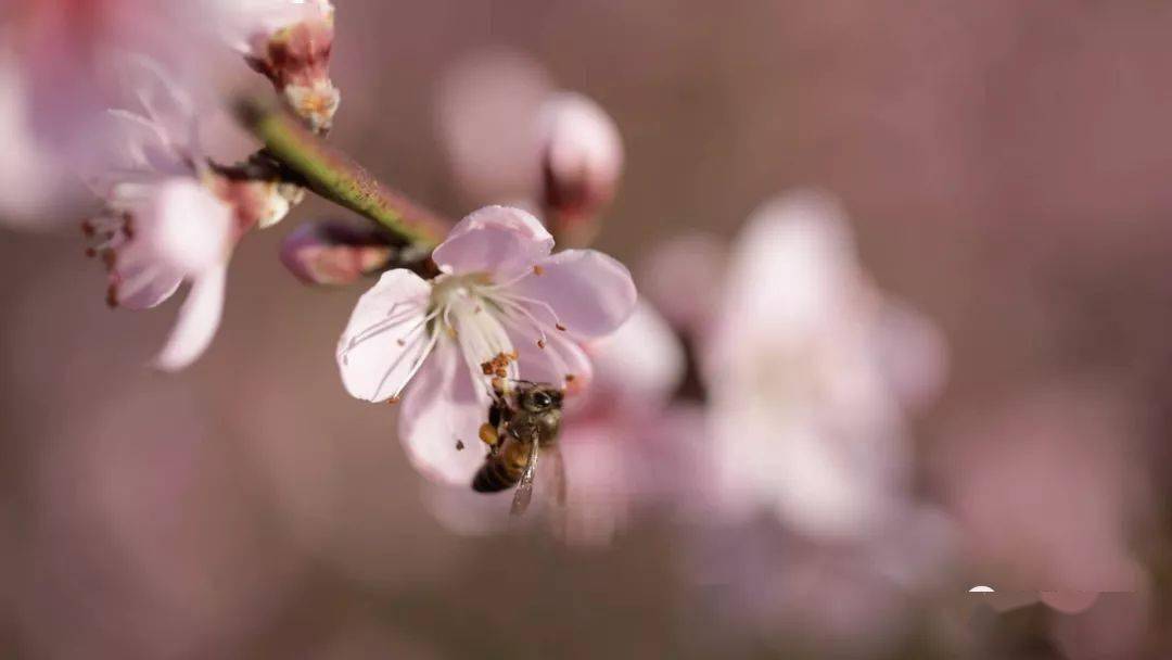 花开灼灼——免费观看短剧的精彩世界，花开灼灼，免费短剧的精彩世界
