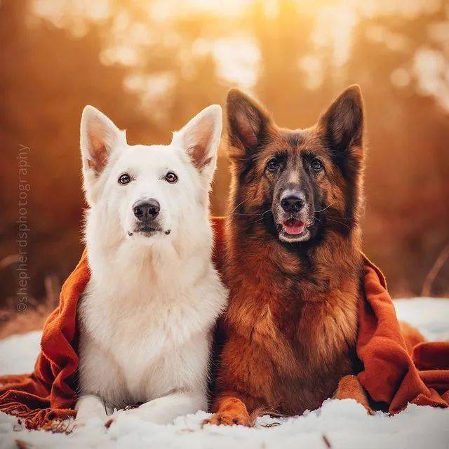 硬汉黑德牧x优雅白德牧,满满的cp感,代到了!