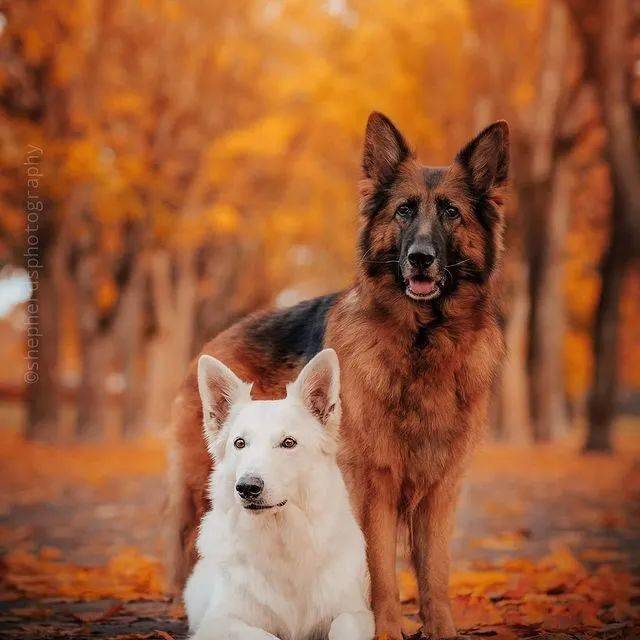 硬汉黑德牧x优雅白德牧,满满的cp感,代到了!