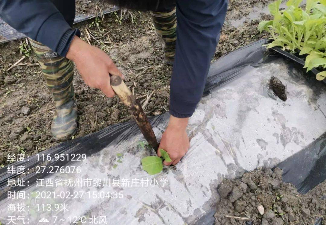 什么时候移栽 735530a55f254023be6315a30d9a1670.jpeg