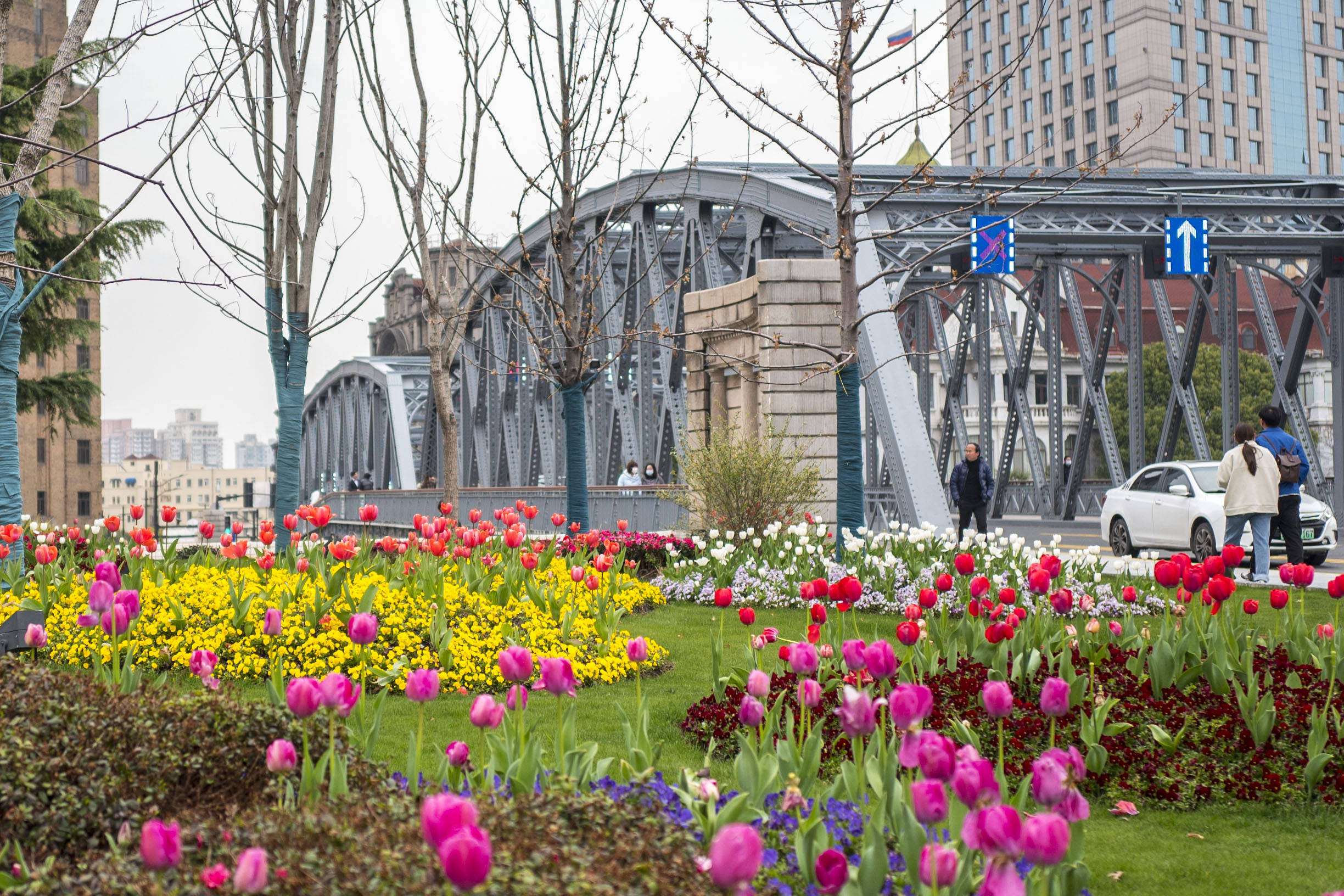 美翻了上海外滩郁金香进入最佳观赏期