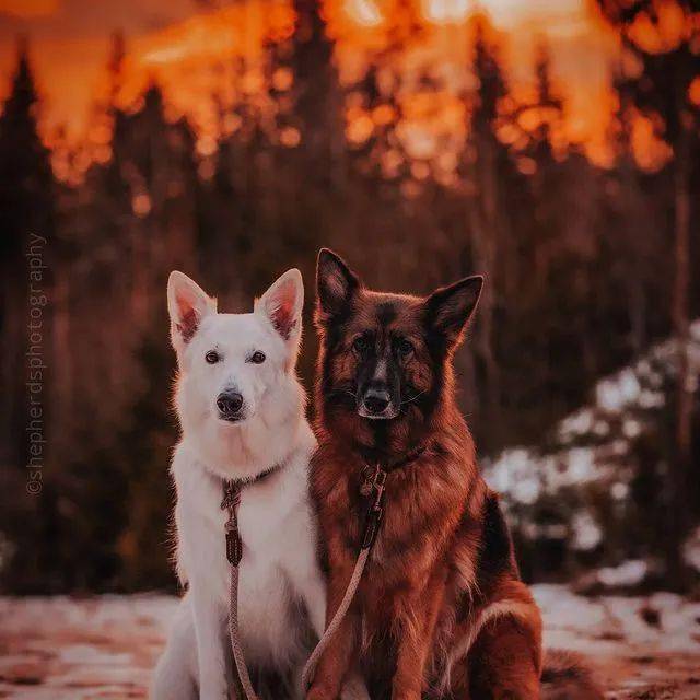 硬汉黑德牧x优雅白德牧,满满的cp感,代到了!